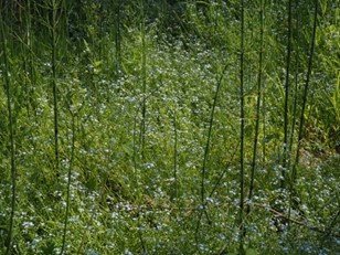 Sedge fens with horsetail and forget-me-nots