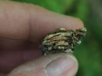Cross-section of American Elm bark showing red and white bands