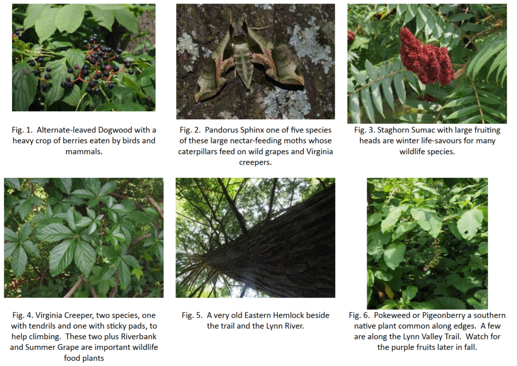 Lynn Valley Wild life